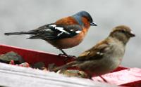 Red_robin(2) 